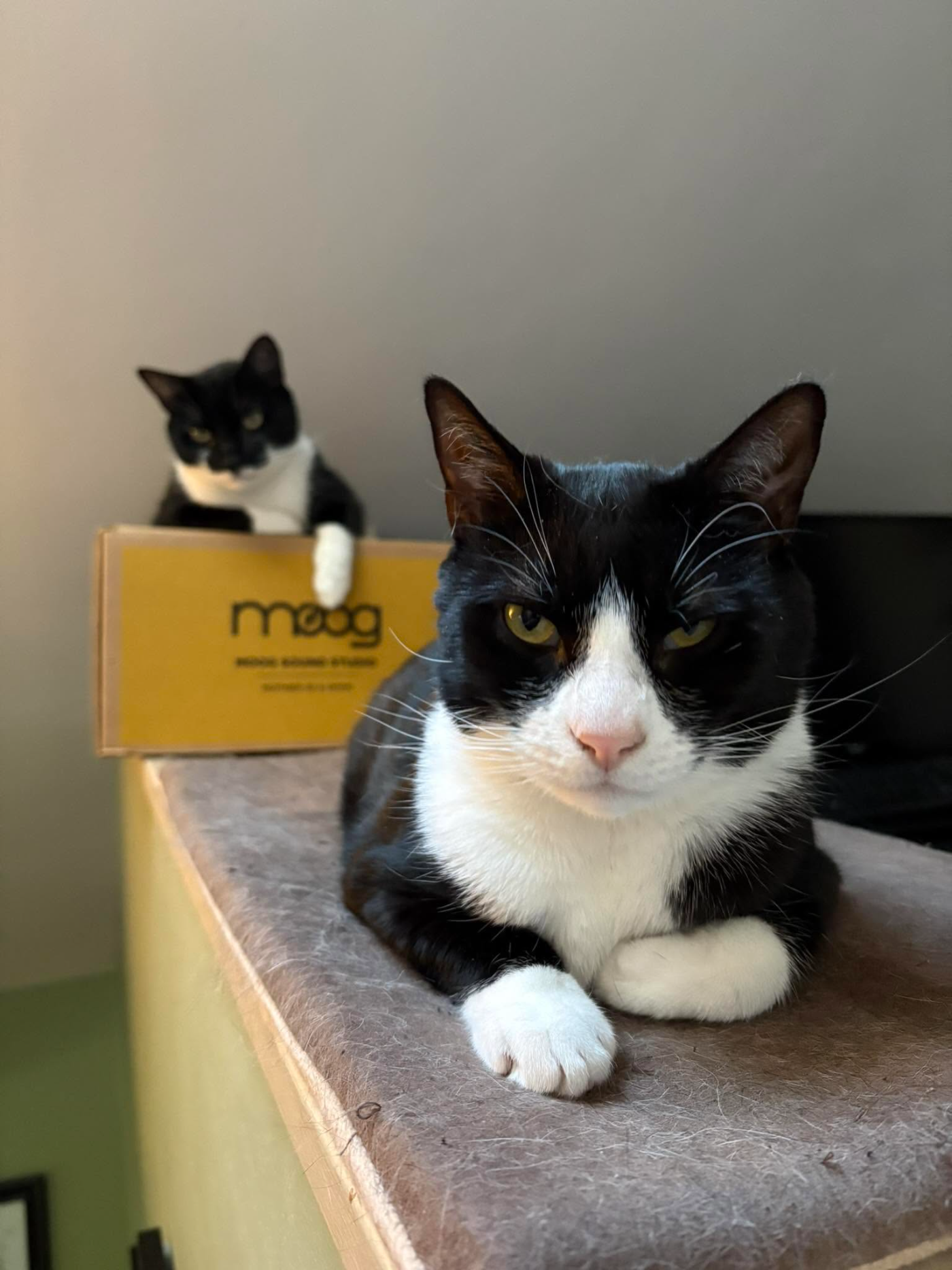 Christine Barber's two cats at home